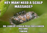 Misunderstood Spider