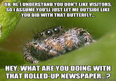 Misunderstood Spider