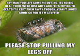 Misunderstood Spider