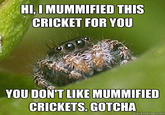 Misunderstood Spider