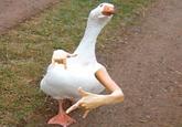 Birds with Arms