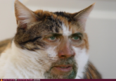 Nic Cage as Everyone