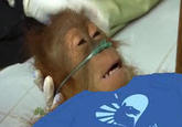Dying Orangutan