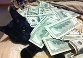 CashCats