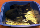 CashCats