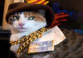 CashCats