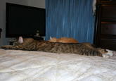 Longcat