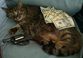 CashCats