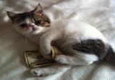 CashCats