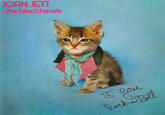 The Kitten Covers