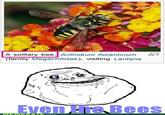 Bees