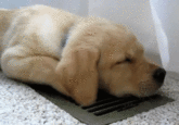 Dogs