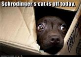 Schrodinger's Cat