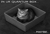 Schrodinger's Cat