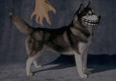 Smile.jpg