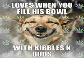 Stoner Dog