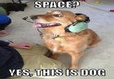 Yes, This is Dog