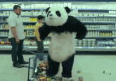 Never Say No to Panda