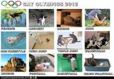 LOLcats