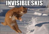 Dodge Cat