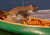 Dodge Cat