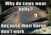 Bad Joke Eel