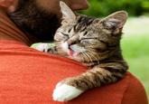 Lil Bub