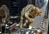 LOLcats