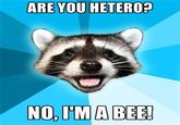 Lame Pun Coon
