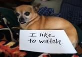 Dogshaming