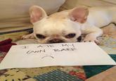 Dogshaming