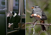 Birds with Arms