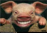 Smile.jpg