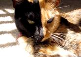 Venus the Two Faced Cat