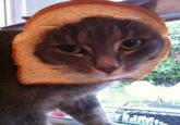 Cat Breading