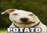 I Can Count to Potato