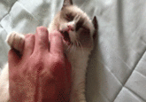 Grumpy Cat