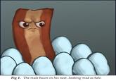 Bacon