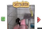 Chatroulette