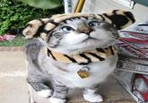 Cats