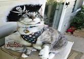 Cats