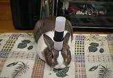 Pancake Bunny