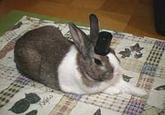 Pancake Bunny