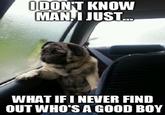 Introspective Pug