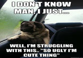 Introspective Pug