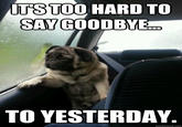 Introspective Pug