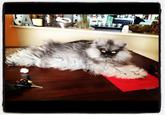 Colonel Meow