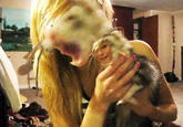 Tabby