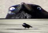 Insanity Crow