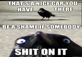 Insanity Crow